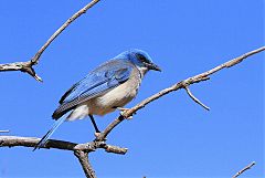 Mexican Jay